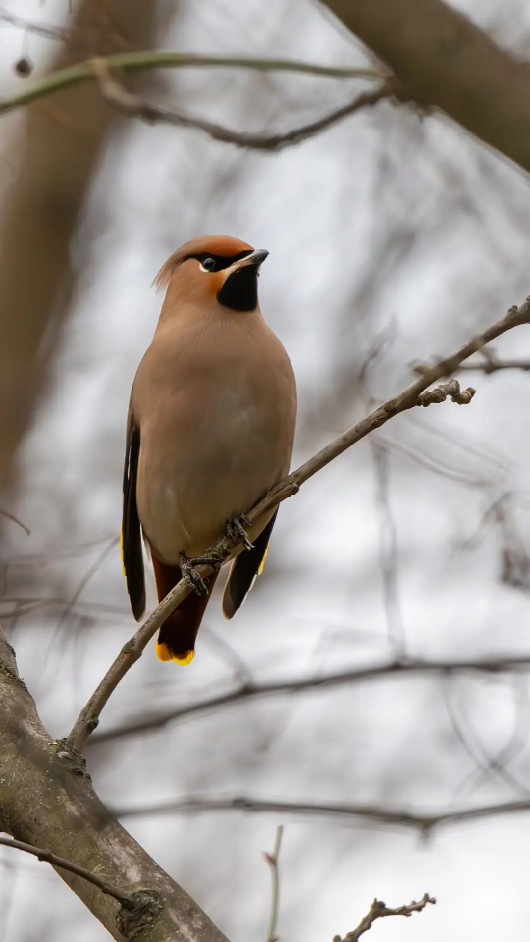 Mătăsar în Parcul Natural Văcărești